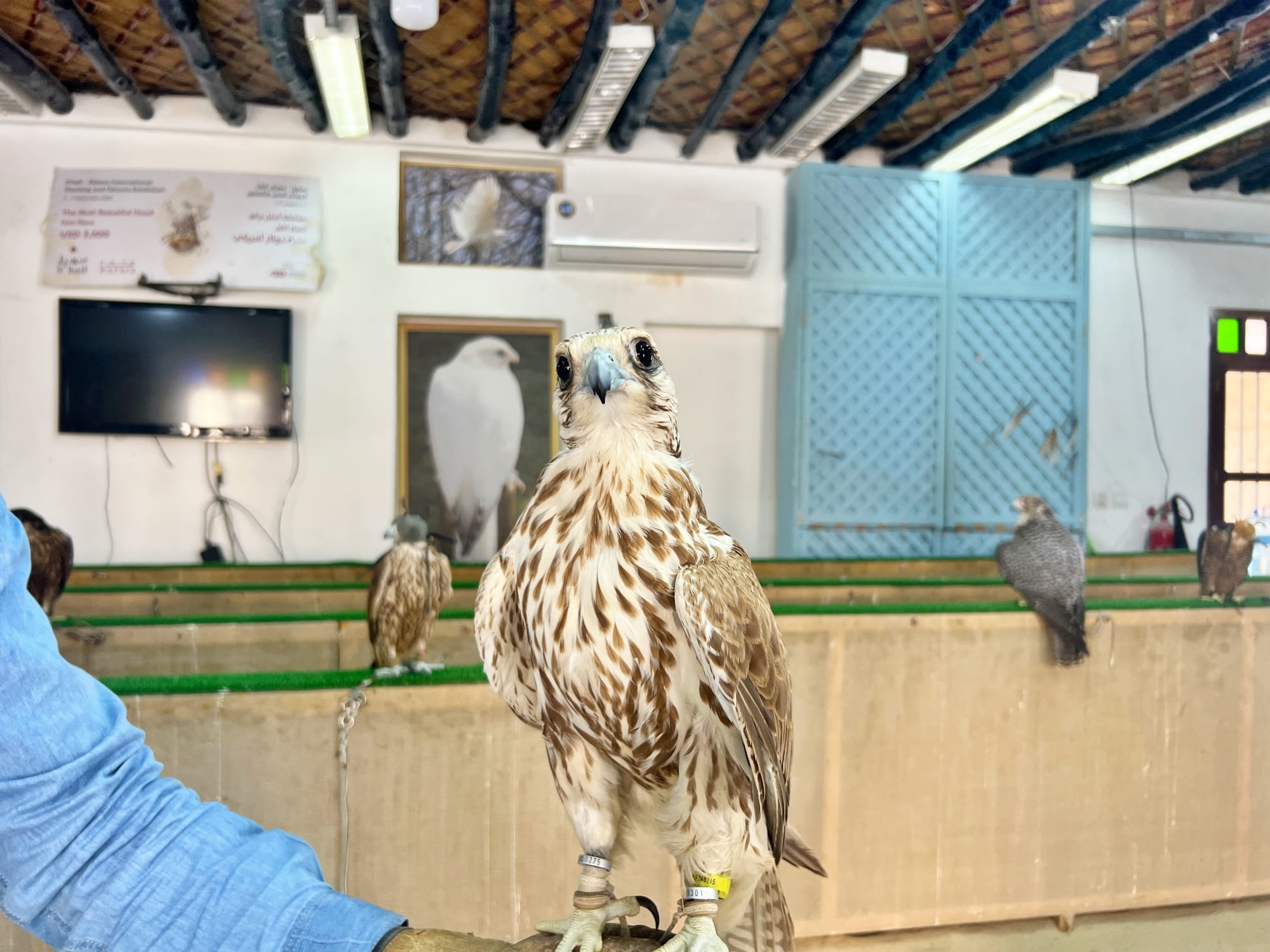 Falcon Souq